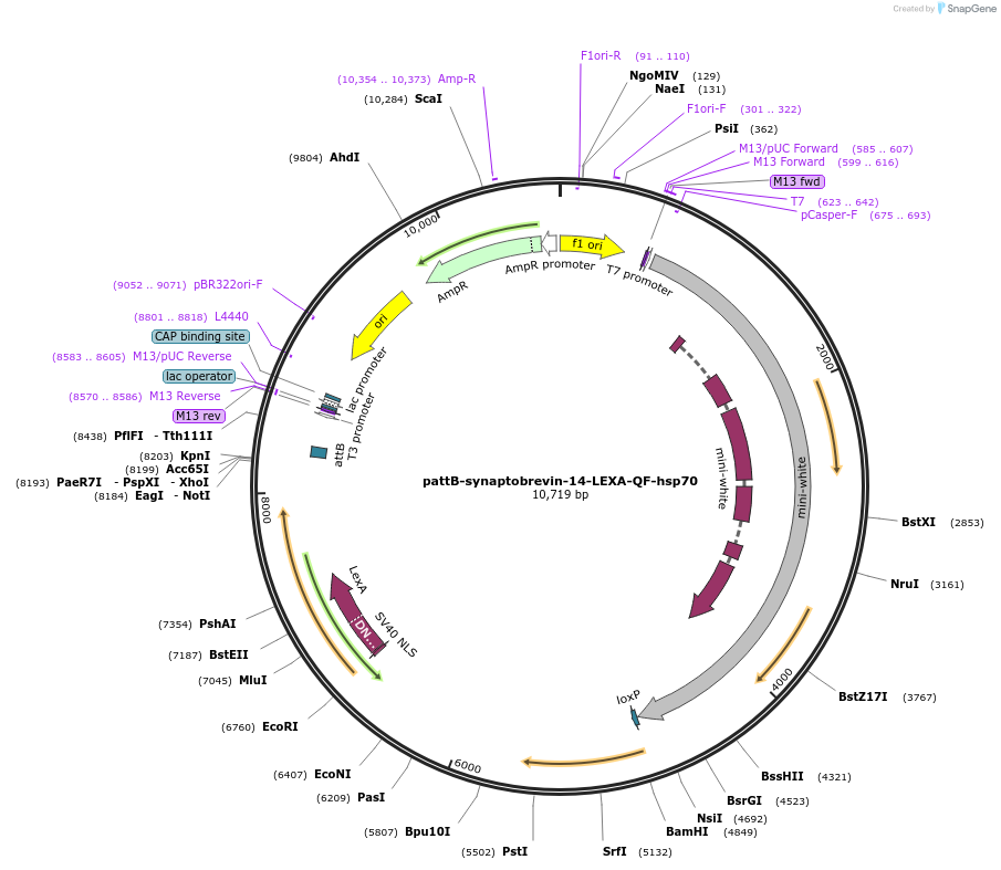 46123-plasmid-map-sequence-id-65023