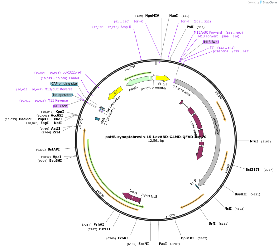 46124-plasmid-map-sequence-id-65024