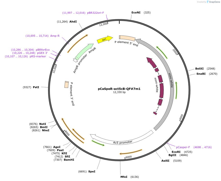 46126-plasmid-map-sequence-id-65027