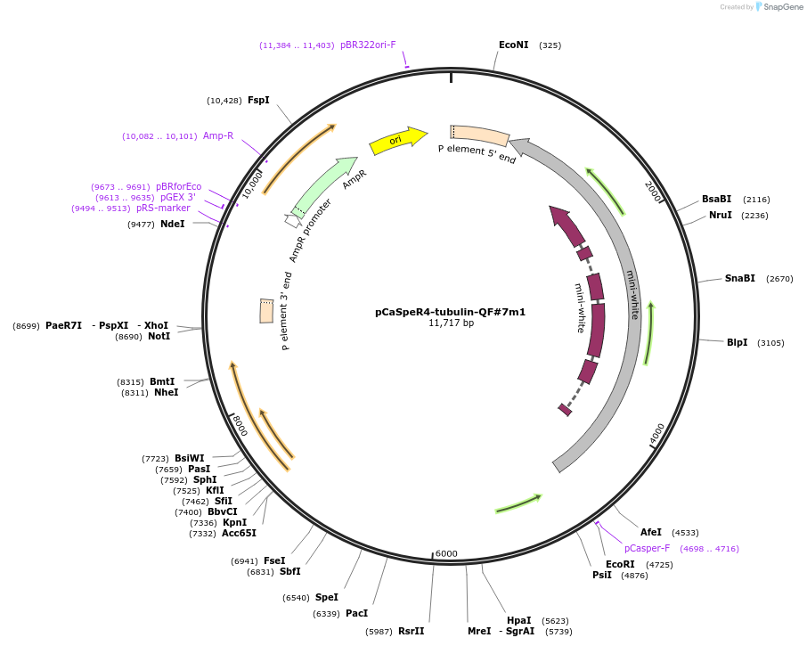 46128-plasmid-map-sequence-id-65029