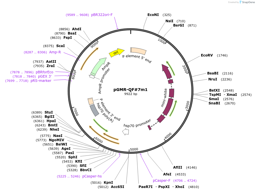 46130-plasmid-map-sequence-id-65031
