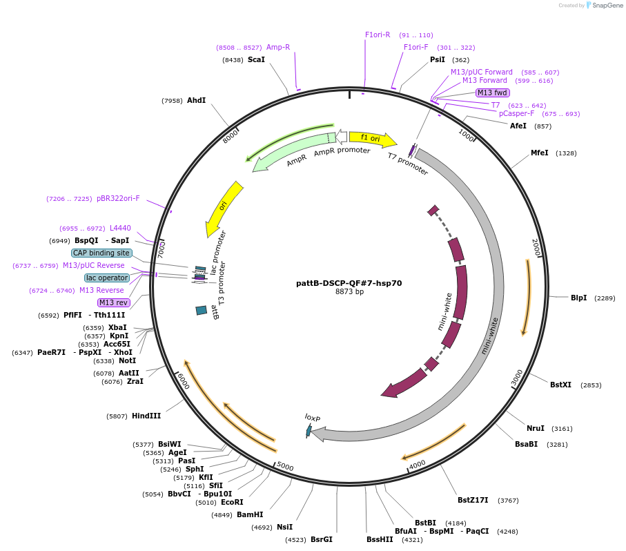65034_map