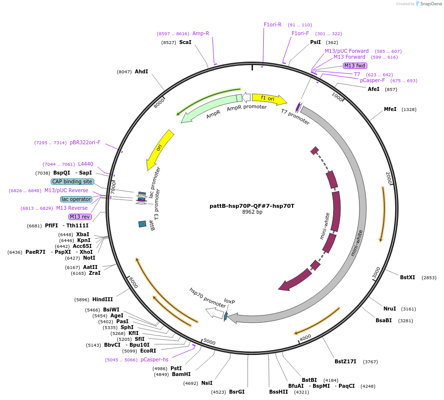 46134-plasmid-map-sequence-id-65036