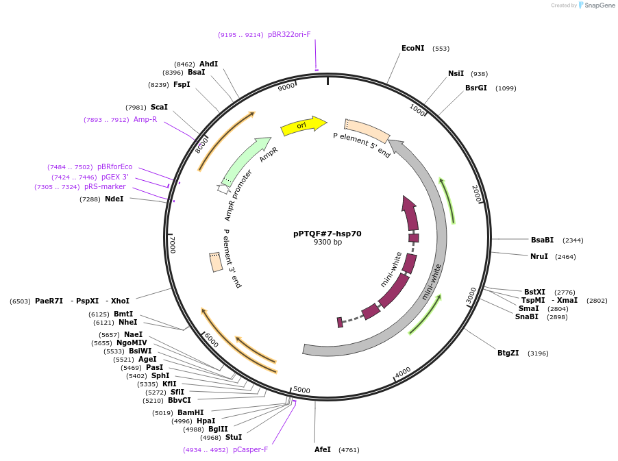 46136-plasmid-map-sequence-id-65038