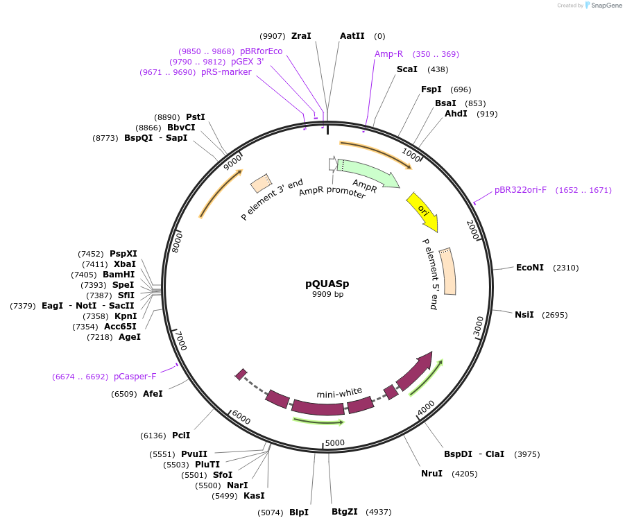 46162-plasmid-map-sequence-id-65046