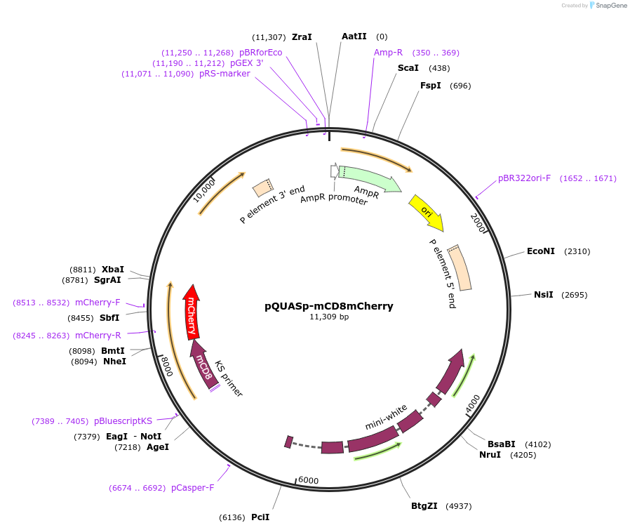 46164-plasmid-map-sequence-id-65048