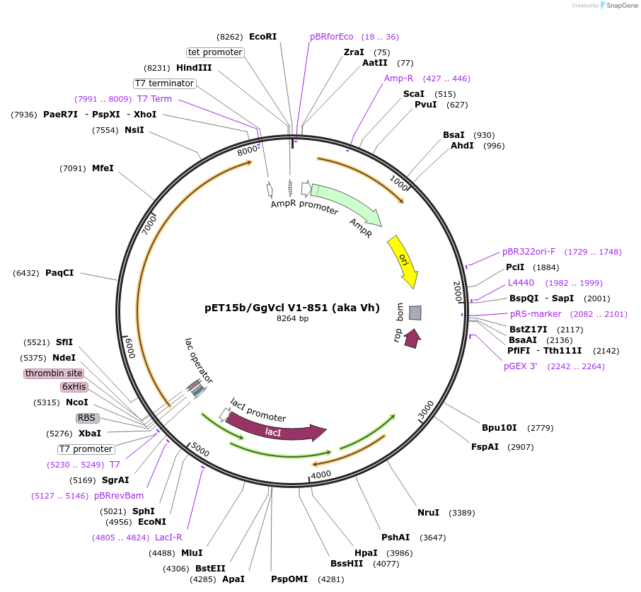 65062_map