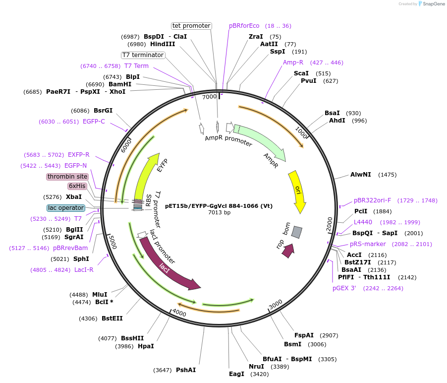 46181-plasmid-map-sequence-id-65130
