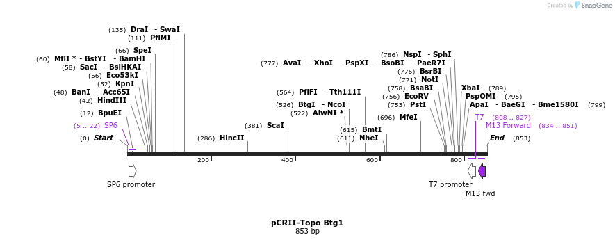 65131_map