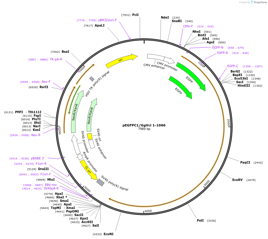 46265-plasmid-map-sequence-id-65141