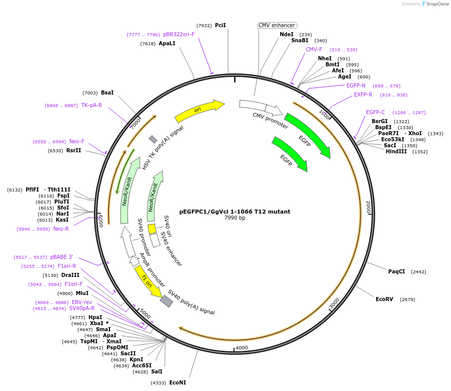 46266-plasmid-map-sequence-id-65142