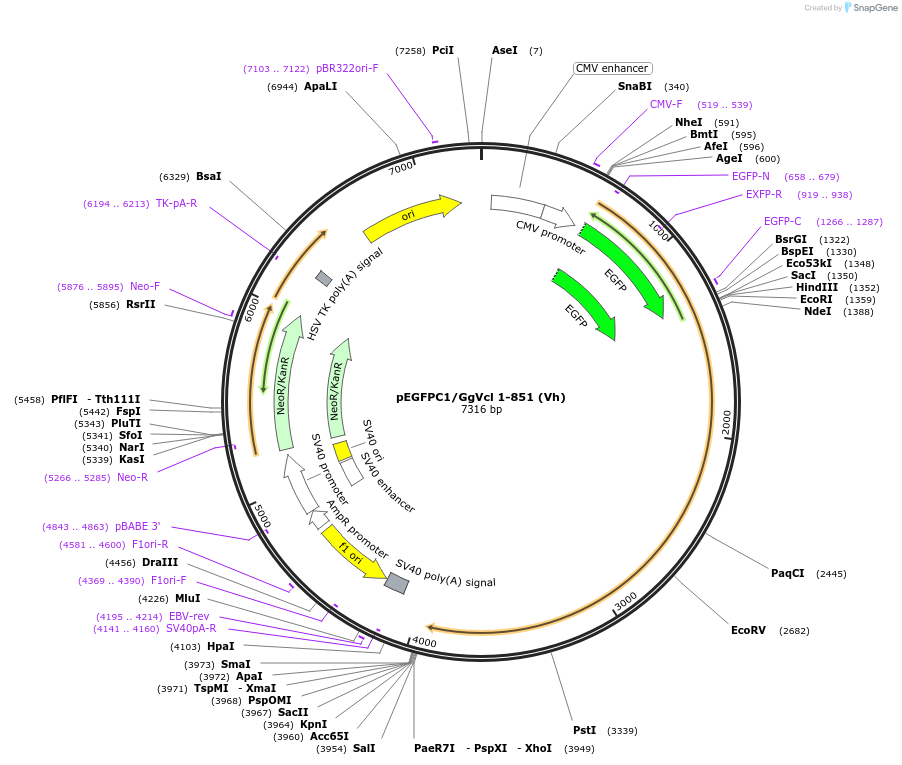 46268-plasmid-map-sequence-id-65153