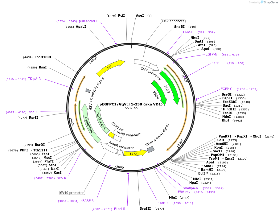 46270-plasmid-map-sequence-id-65162