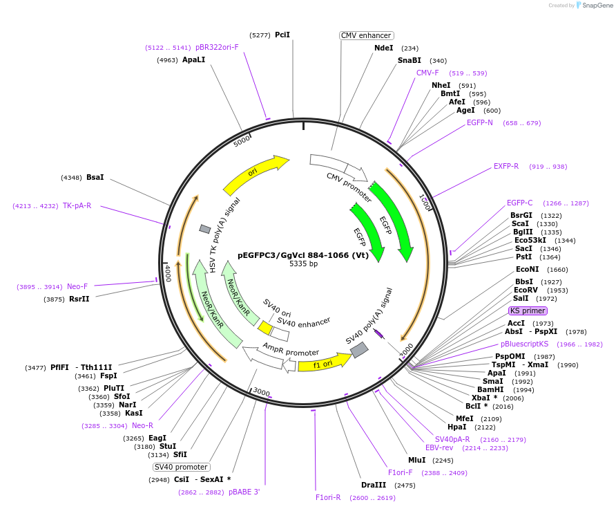 46272-plasmid-map-sequence-id-65165