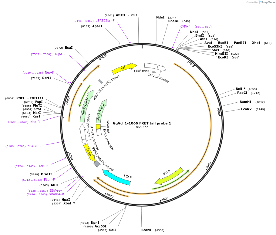 46276-plasmid-map-sequence-id-65170