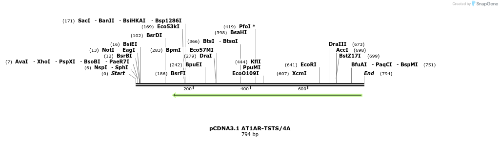 65181_map
