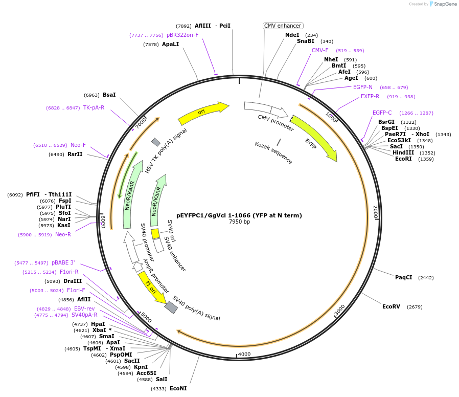 46279-plasmid-map-sequence-id-65188