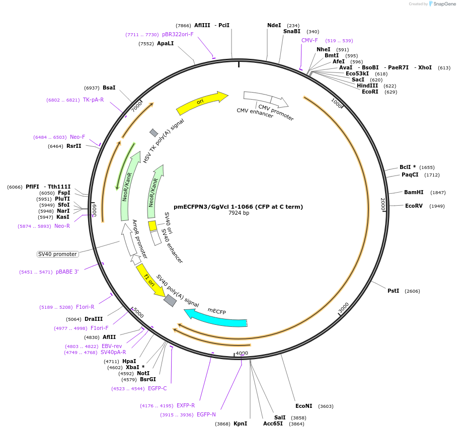 46280-plasmid-map-sequence-id-65190