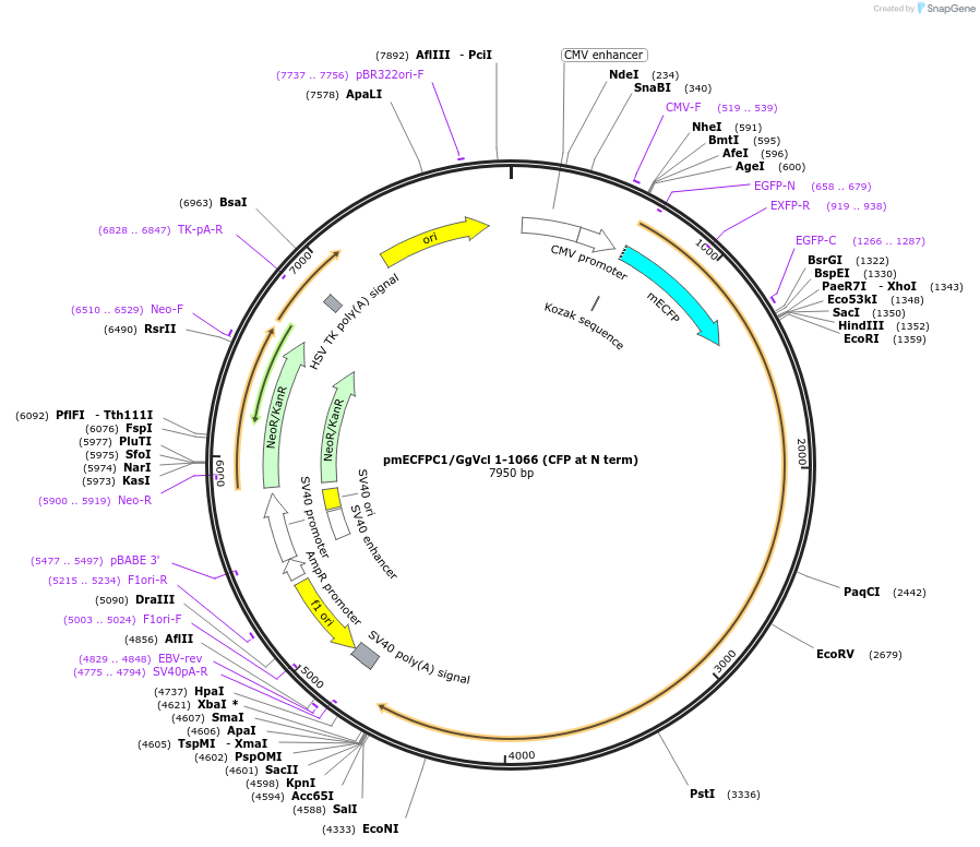 65193_map