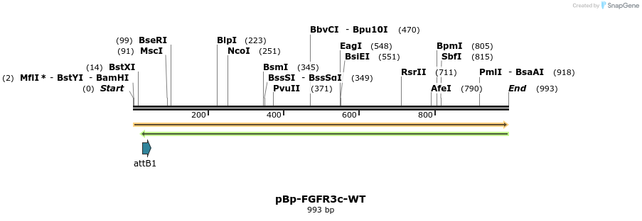 65194_map