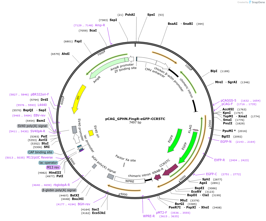 46296-plasmid-map-sequence-id-65197