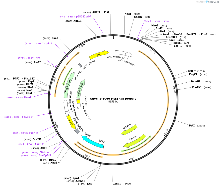 65203_map
