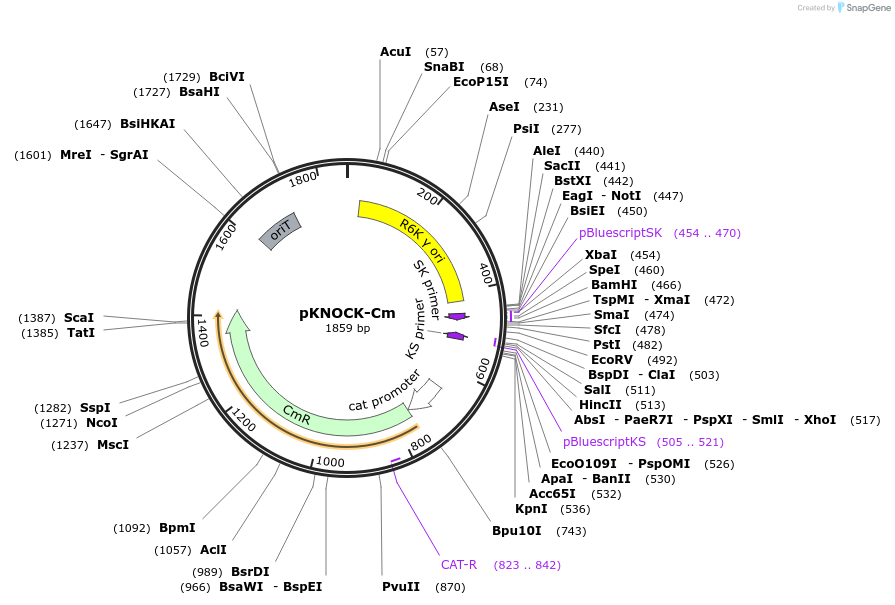 46261-plasmid-map-sequence-id-65205