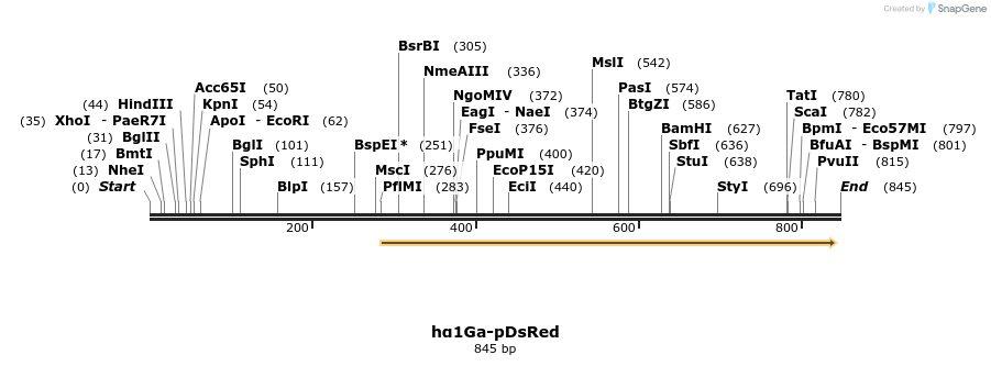 65275_map
