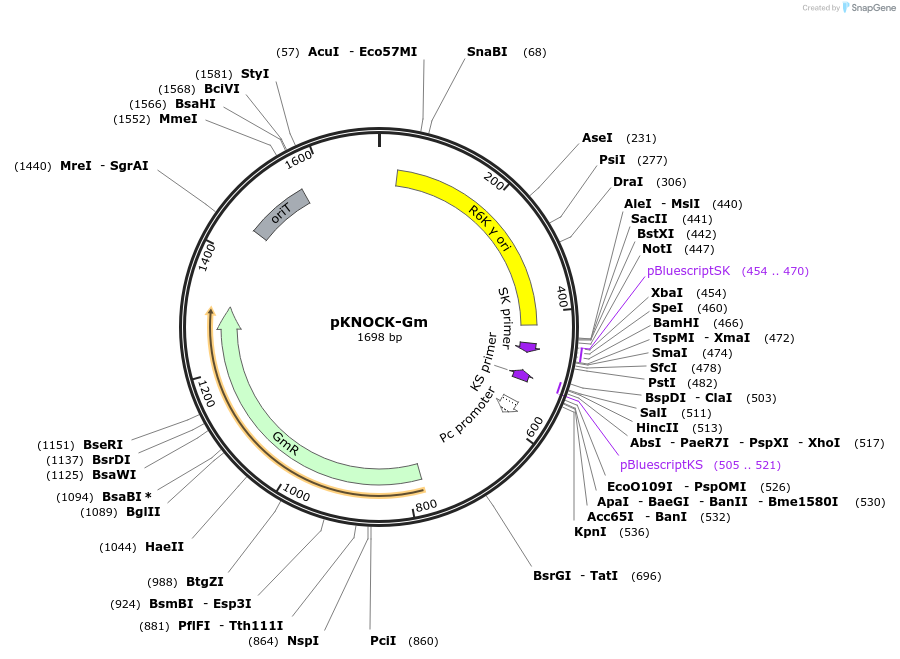 46260-plasmid-map-sequence-id-65277