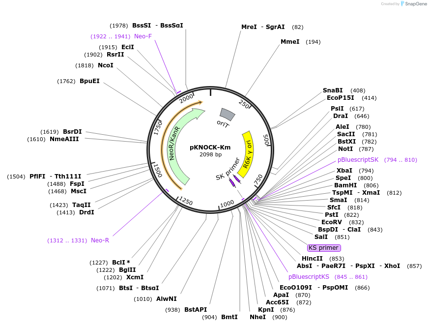 46262-plasmid-map-sequence-id-65281