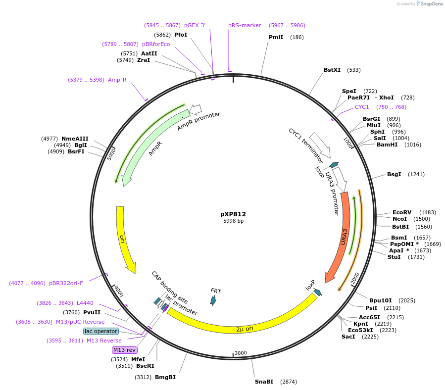 46062-plasmid-map-sequence-id-65290