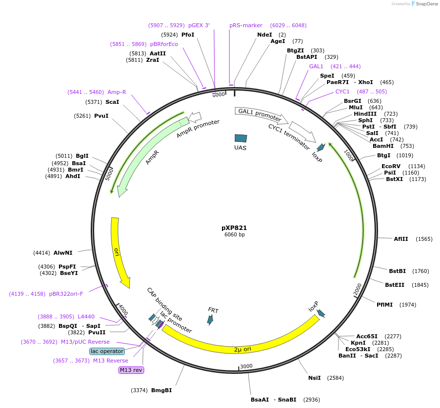46063-plasmid-map-sequence-id-65291