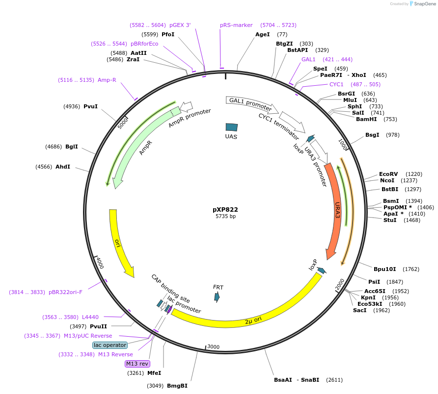 46064-plasmid-map-sequence-id-65292