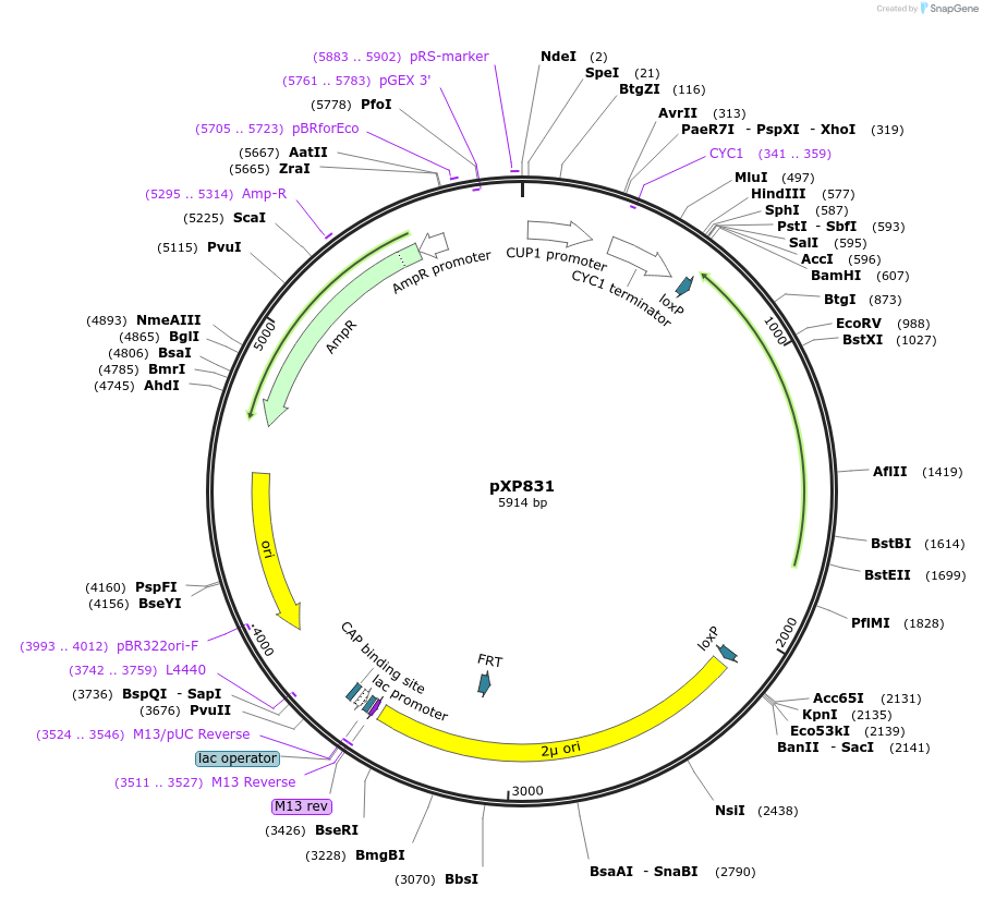 46065-plasmid-map-sequence-id-65293