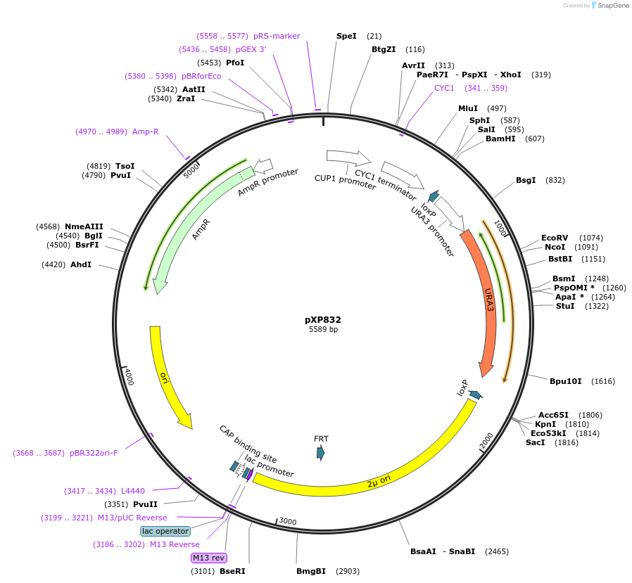 46066-plasmid-map-sequence-id-65294