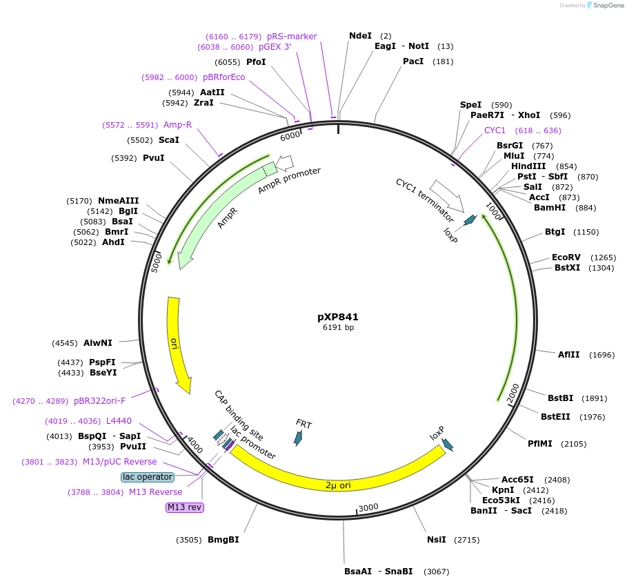 46067-plasmid-map-sequence-id-65295