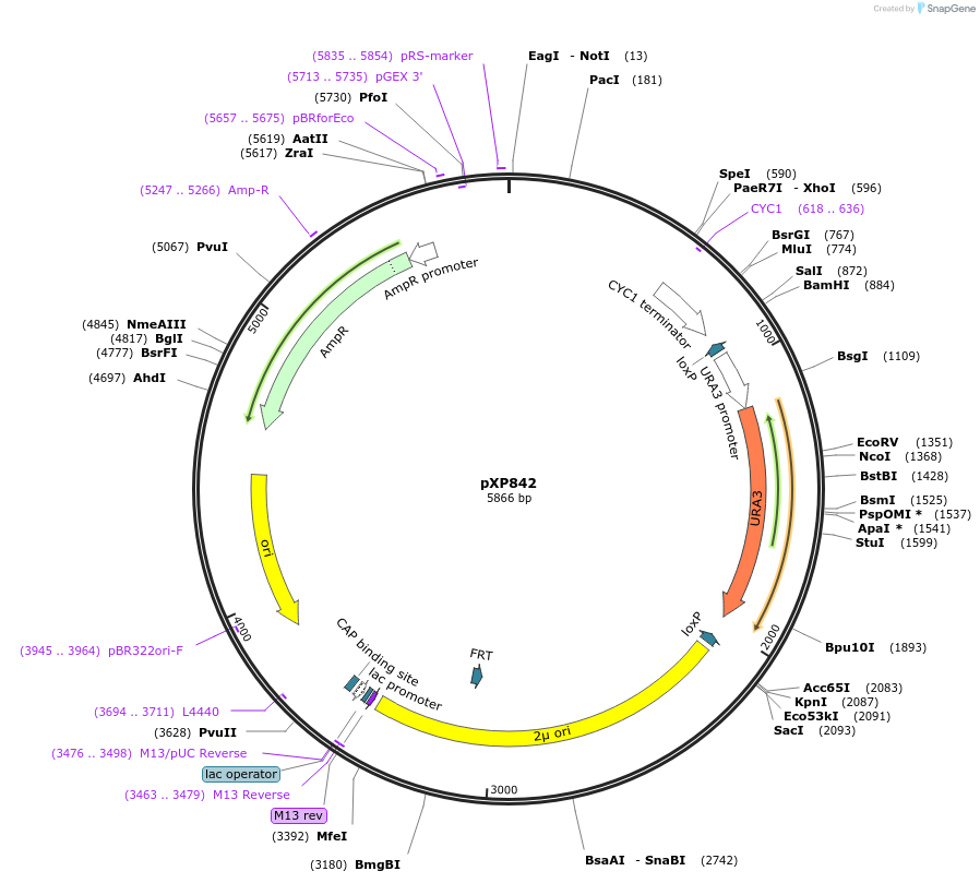 46068-plasmid-map-sequence-id-65296