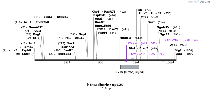 65316_map
