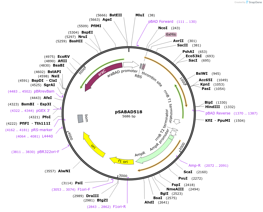 46374-plasmid-map-sequence-id-65386