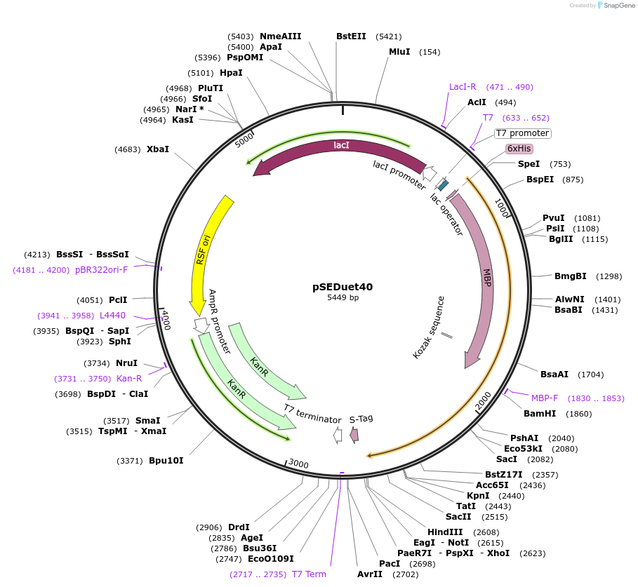 46378-plasmid-map-sequence-id-65390