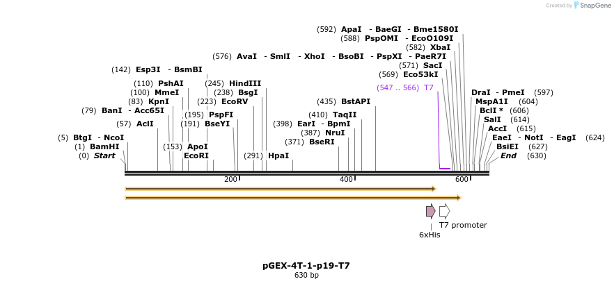 65407_map