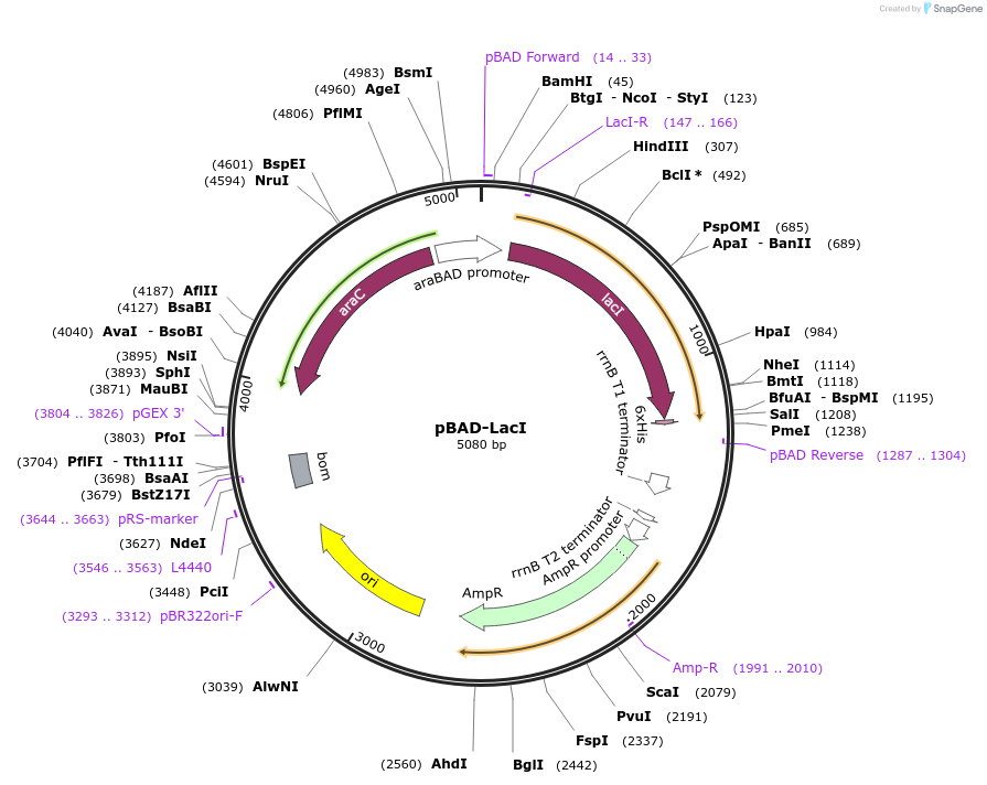 46394-plasmid-map-sequence-id-65438
