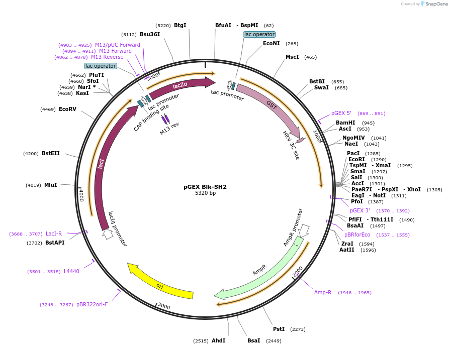 46407-plasmid-map-sequence-id-65535