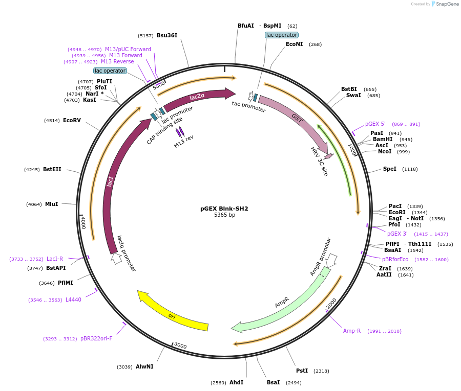46408-plasmid-map-sequence-id-65537