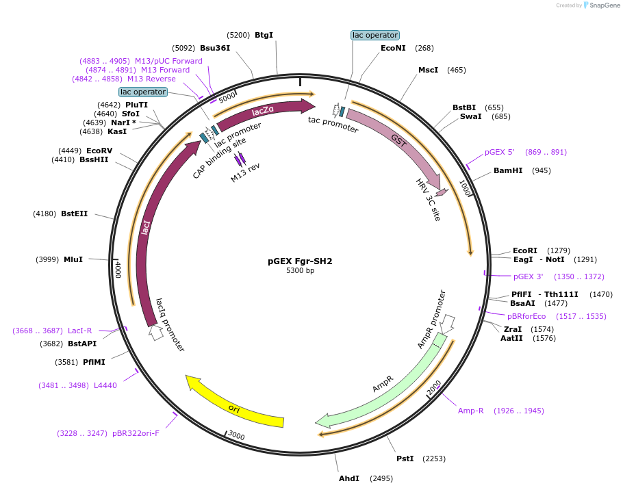 46427-plasmid-map-sequence-id-65575