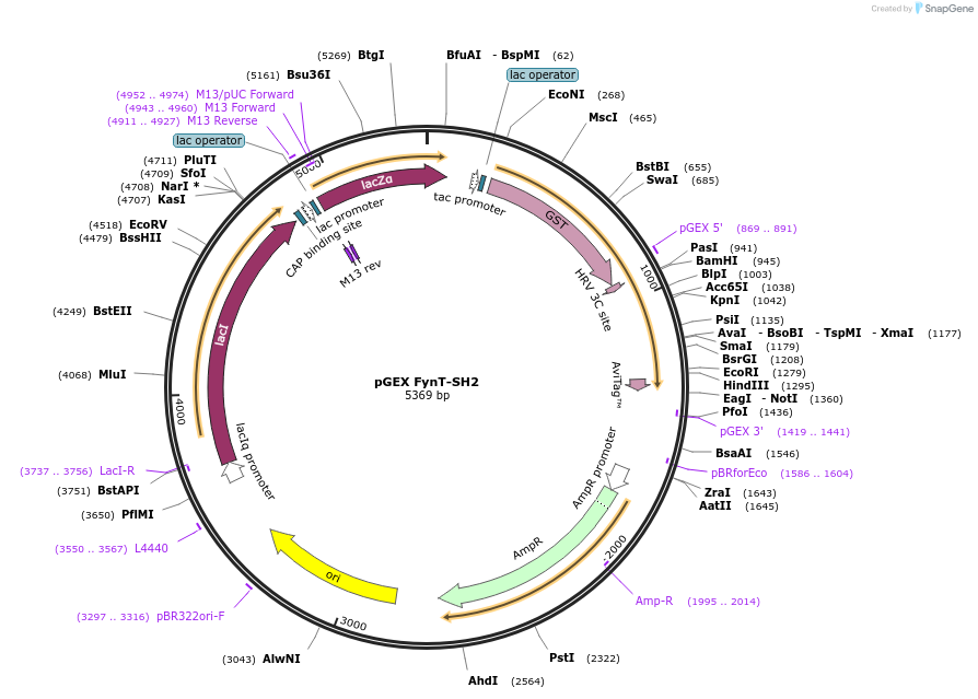 46430-plasmid-map-sequence-id-65581