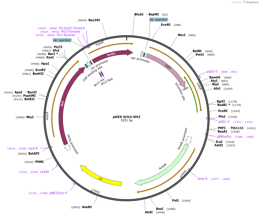 46440-plasmid-map-sequence-id-65601
