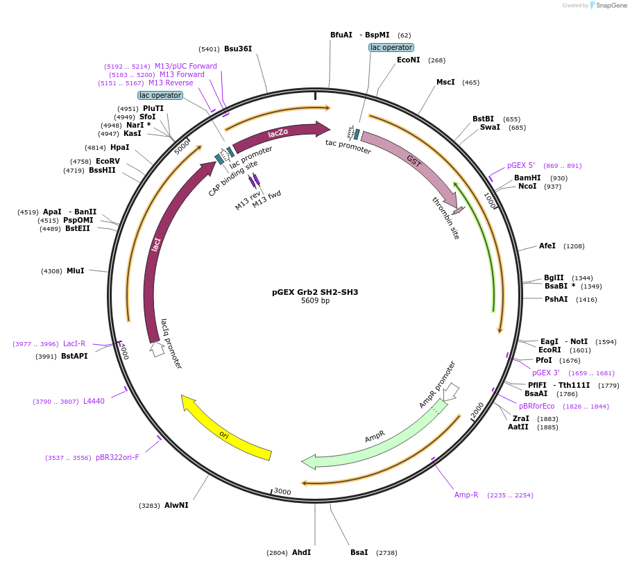 46442-plasmid-map-sequence-id-65605