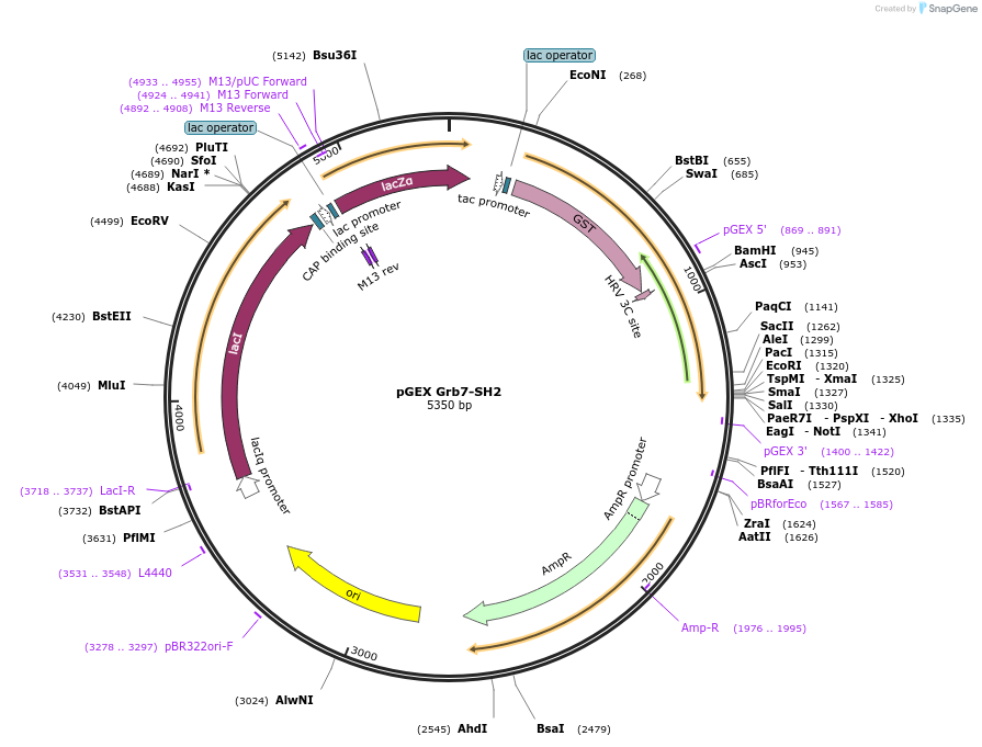 46444-plasmid-map-sequence-id-65609