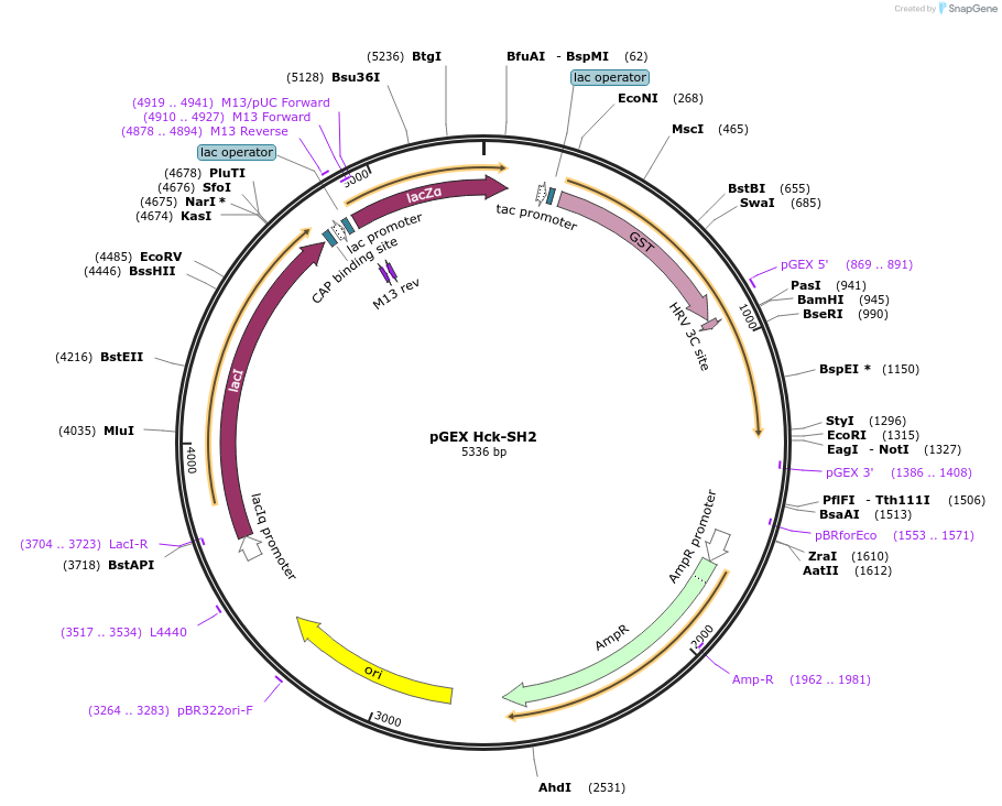 46445-plasmid-map-sequence-id-65611